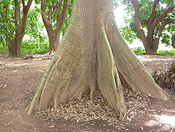 Buttress roots of Ceiba pentandra